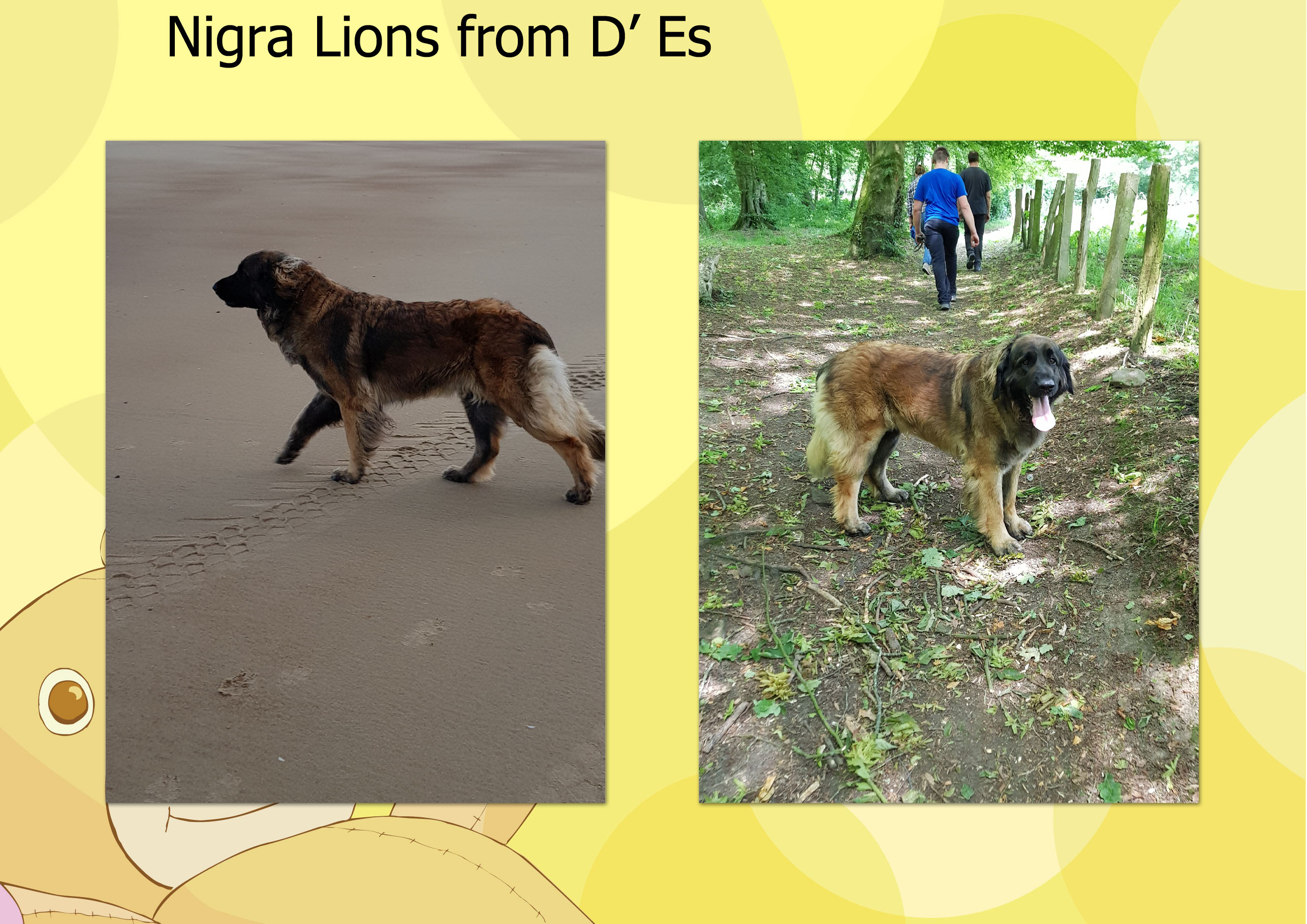 Nigra Lions from D' Es toekomstige mama